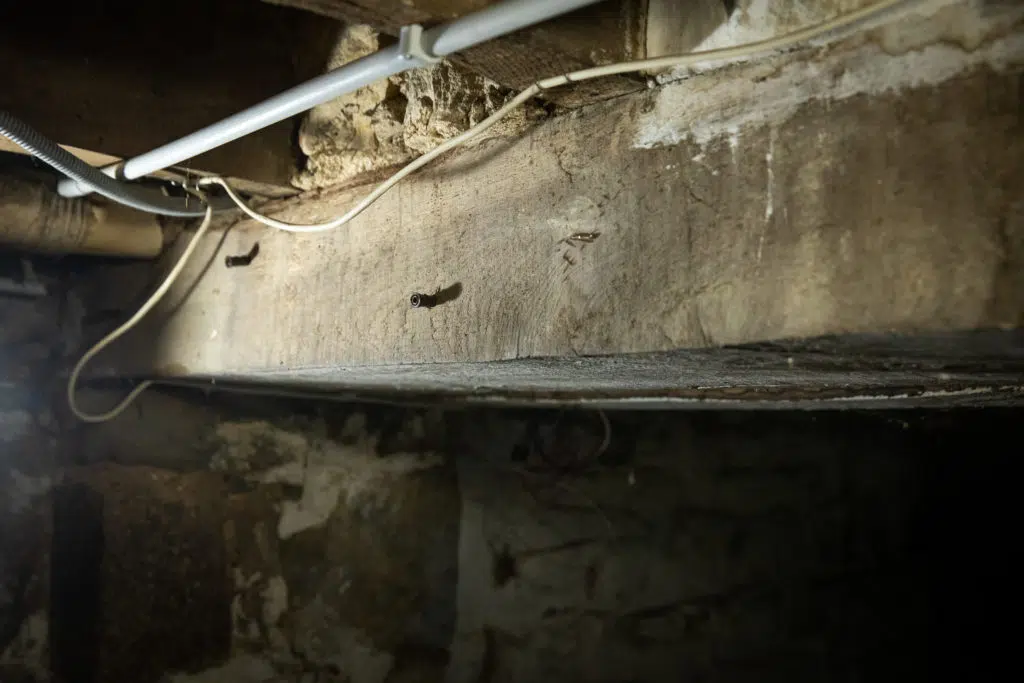 Traitement bois et charpente