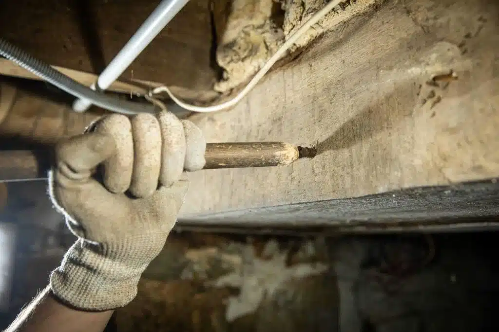 Traitement insectes xylophages