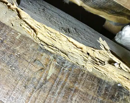 traitement des bois contres les insectes xylophages