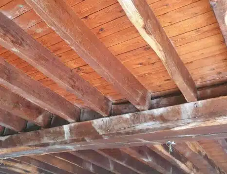 traitement des bois contre la vrillette