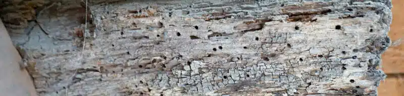 Poutre en bois attaquée par xylophages dans maison à Dinan