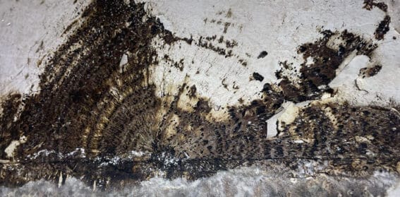 Coniophore des caves : identification, dangers et solutions pour protéger...