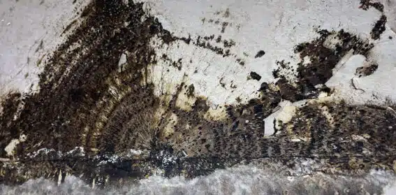 Coniophore des caves : identification, dangers et solutions pour protéger...