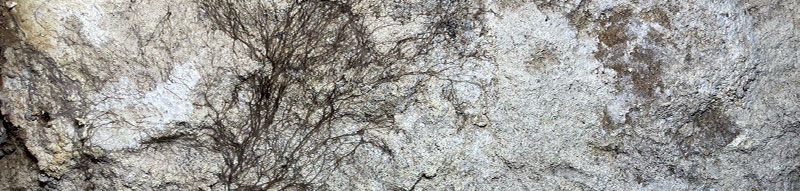 Coniophore