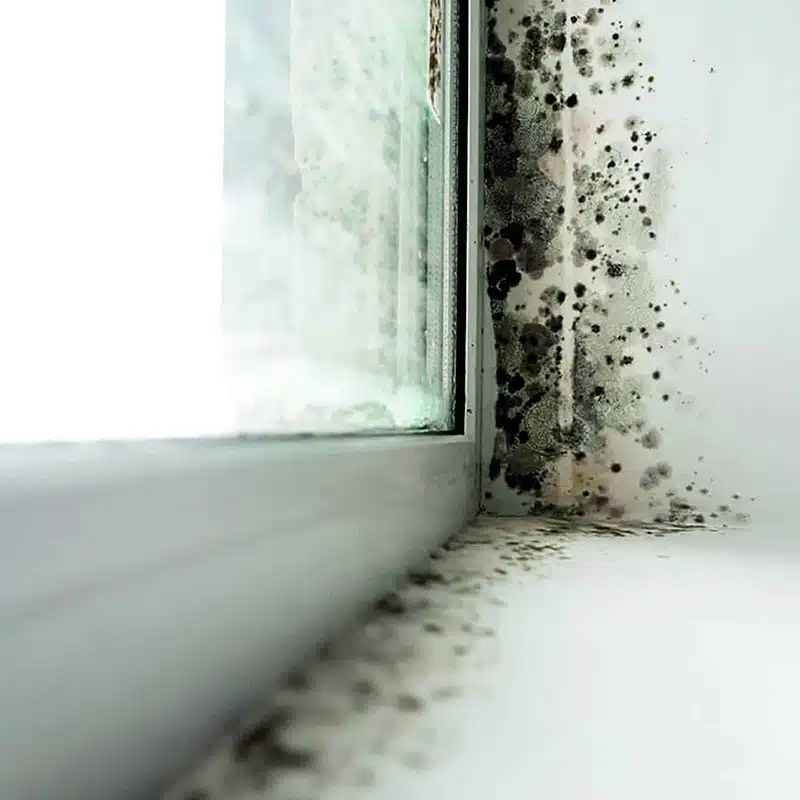 moisissures murs
