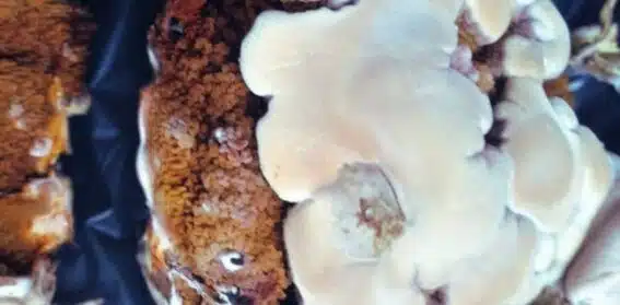 Mérule : Tout ce qu’il faut savoir sur ce champignon...