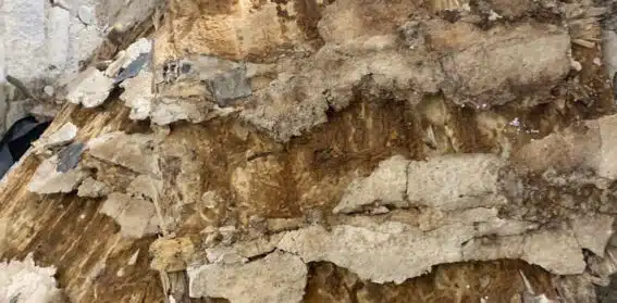 Polypore des caves : tout ce que vous devez savoir...