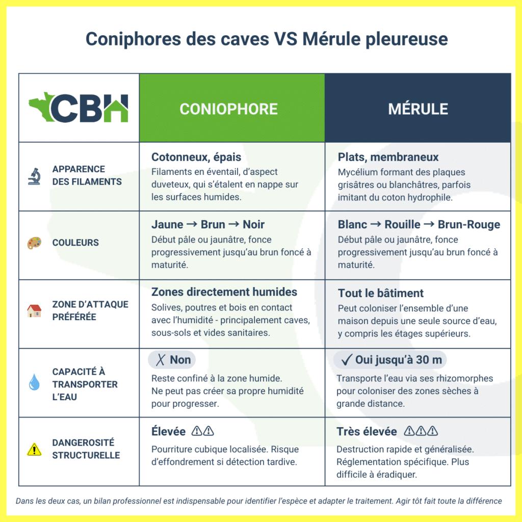Infographie de comparaison coniophore des caves par rapport à la mérule