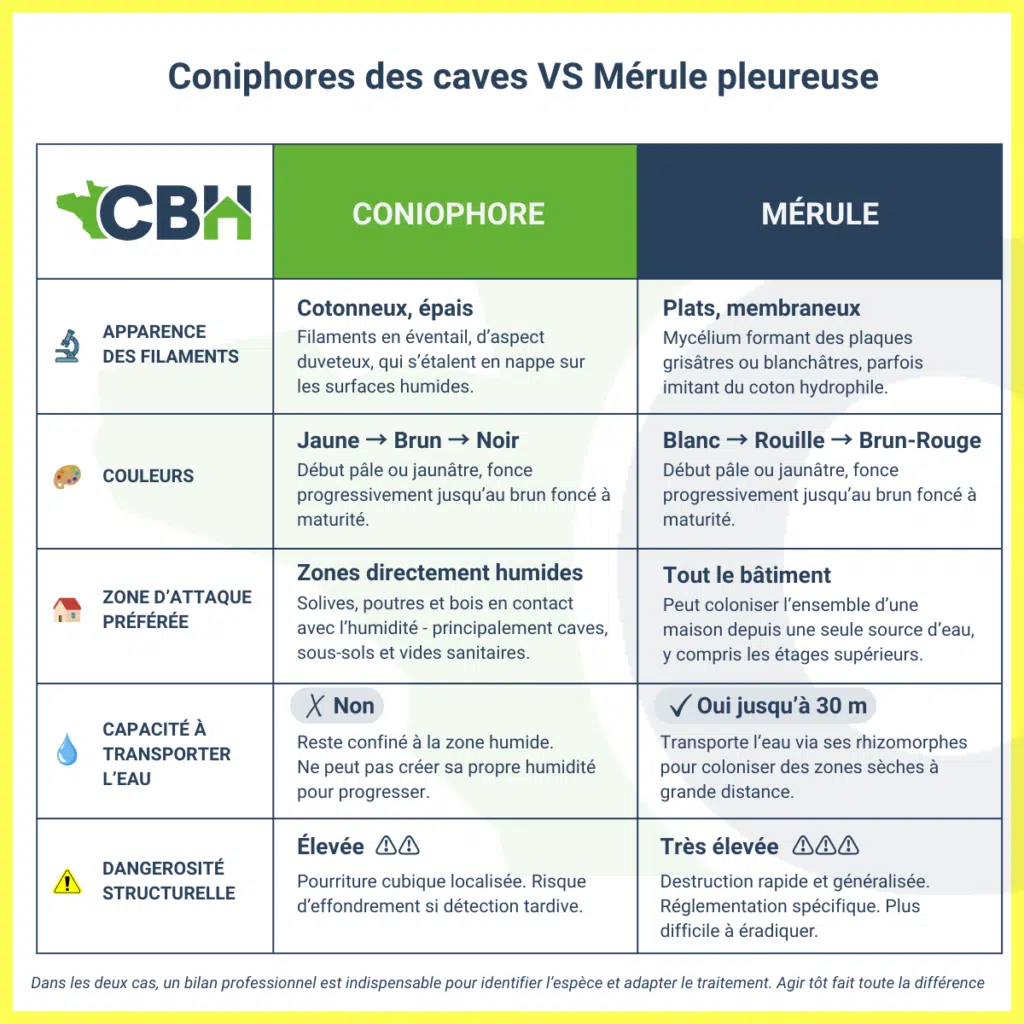 Infographie de comparaison coniophore des caves par rapport à la mérule