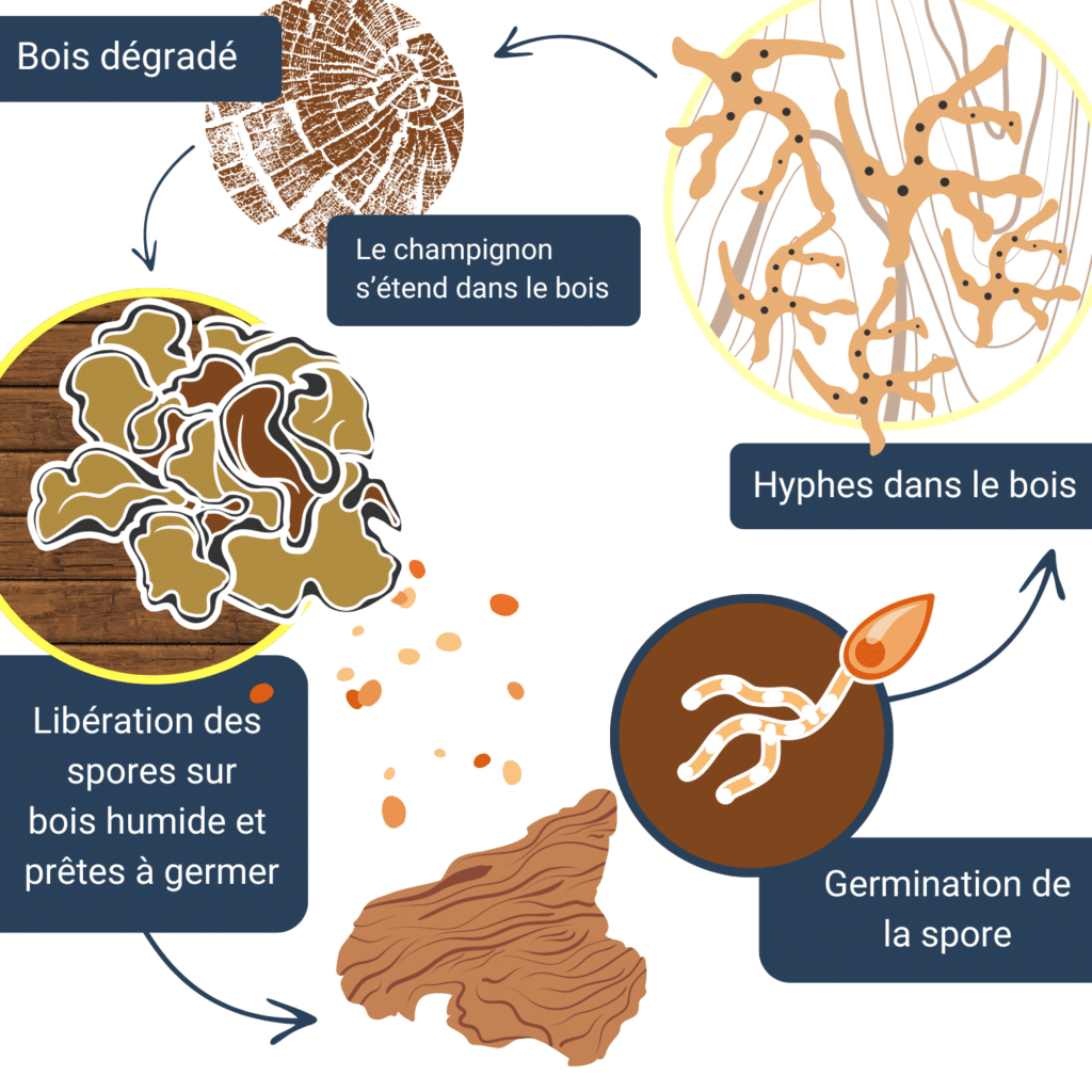 Infographie du cycle de la mérule