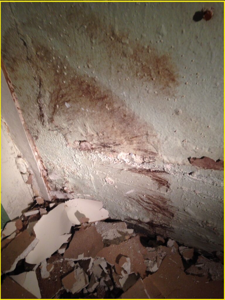 Dégâts causés par un coniophore des caves