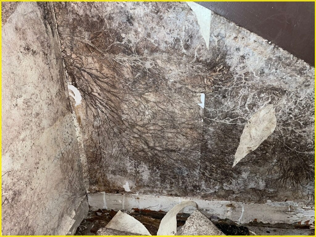 Coniophore en plein développement dans une cave humide