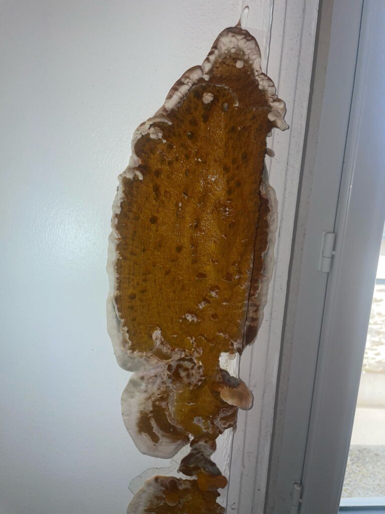 Champignon lignivore mérule dans un logement ancien à Quimper