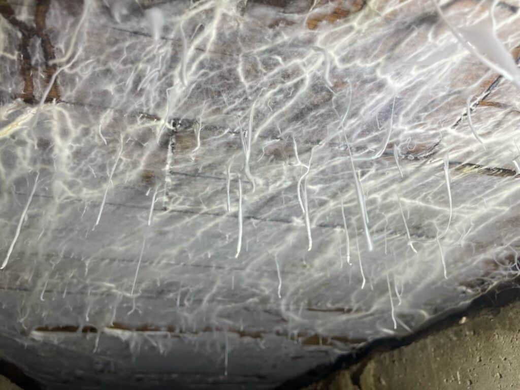 Hyphes de mérule en grande quantité sur le plafond d'une cave infestée à Quimper