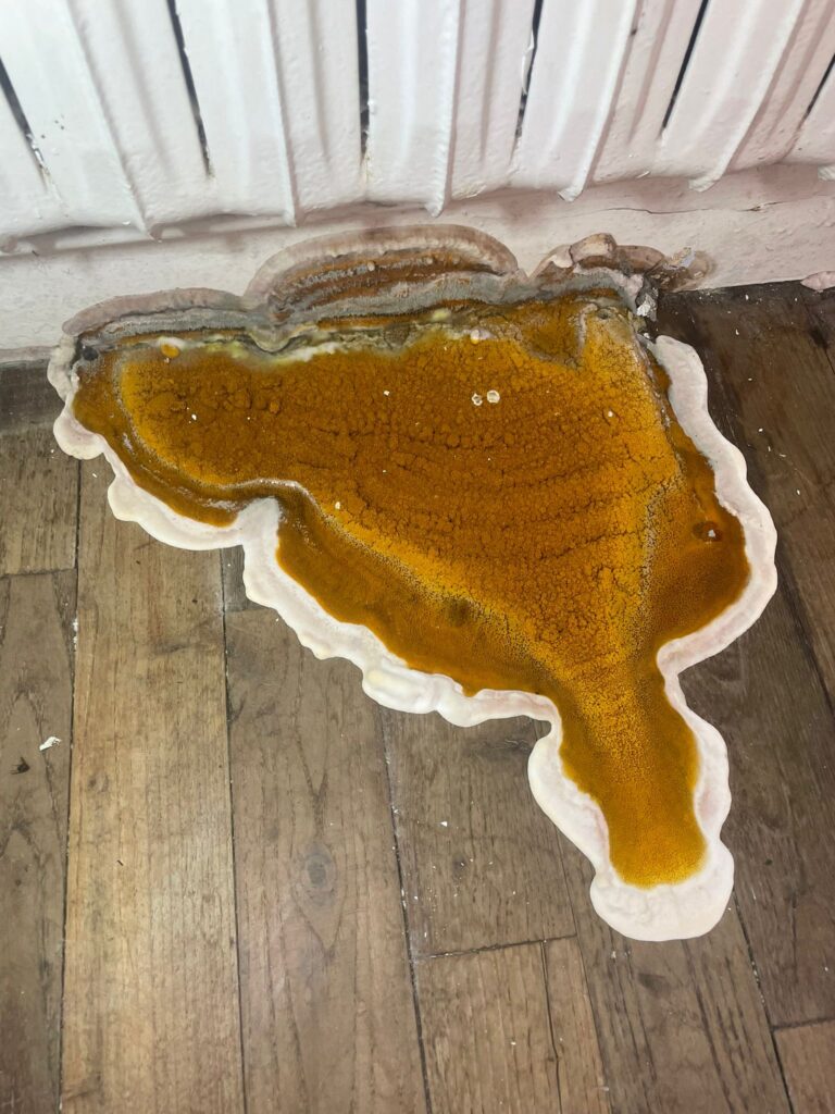 Présence de mérule dans une maison à Quimper