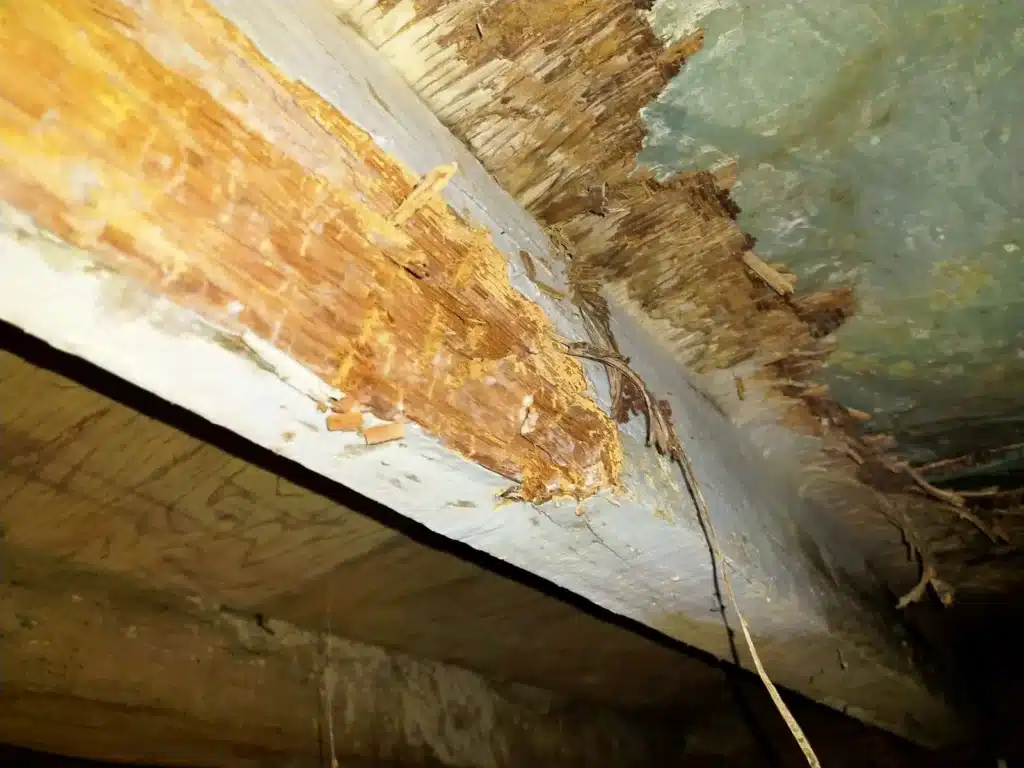 Détail d'une poutre en bois fortement dégradée dans une charpente ancienne à Fougères (35)