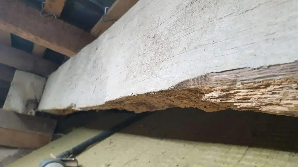 Poutre en bois ancienne présentant des traces de dégradation dans une charpente à Fougères (35)